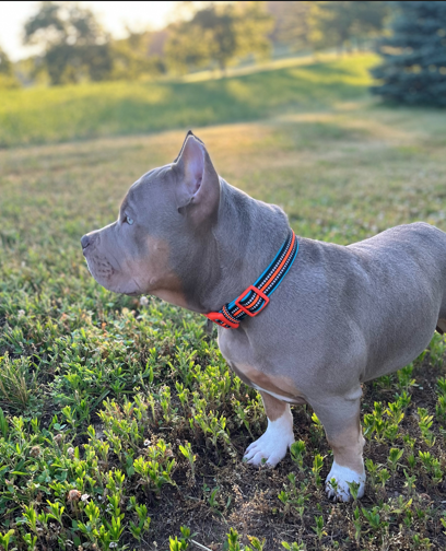 Neoprene Dog Collar - BEETHOVEN (Neon)