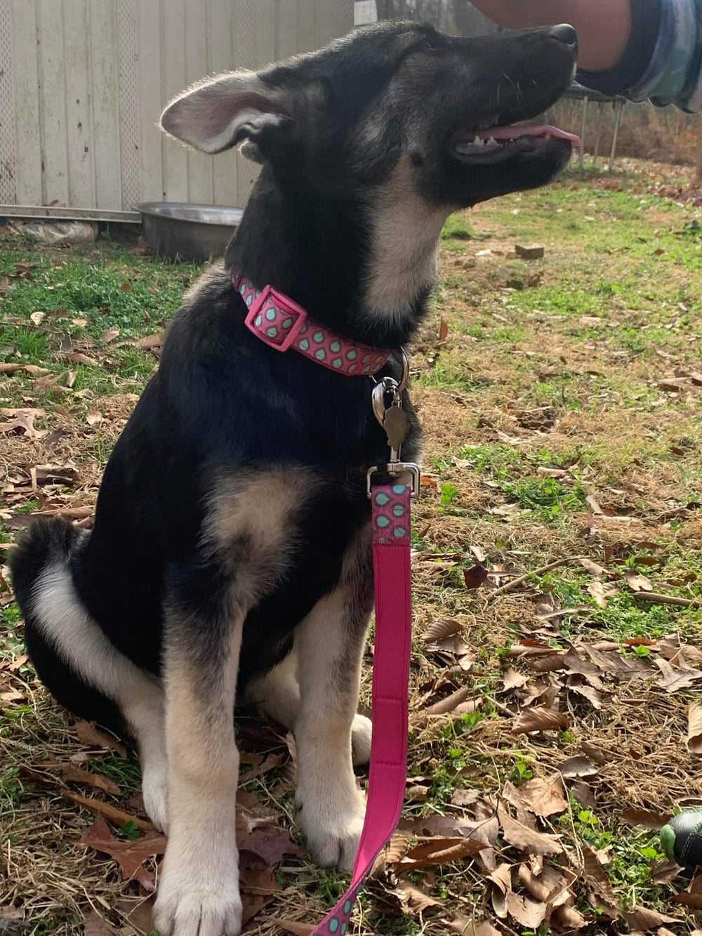 Neoprene Dog Collar - LUNA